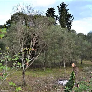 Земельный участок в Corfu, фото 3