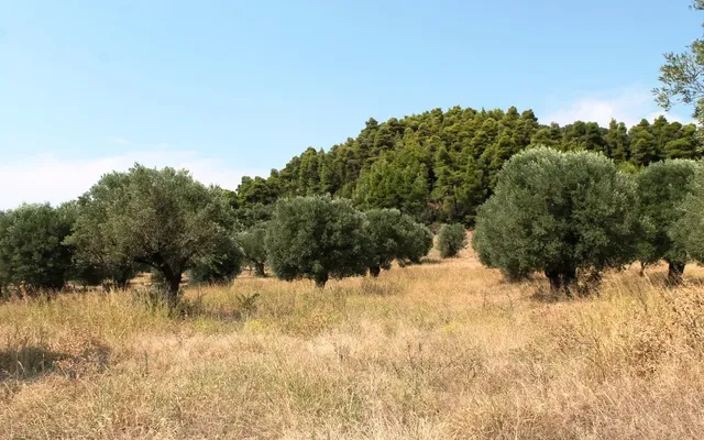 Земельный участок в Kassandra Municipality
