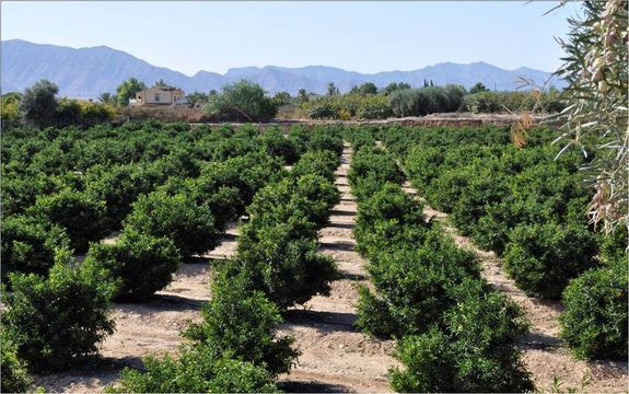 Земельный участок в Кревильенте