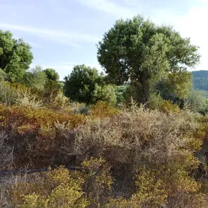Земельный участок в Kassandra Municipality, фото 5