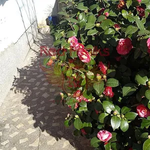 Дом в Бар, фото 5