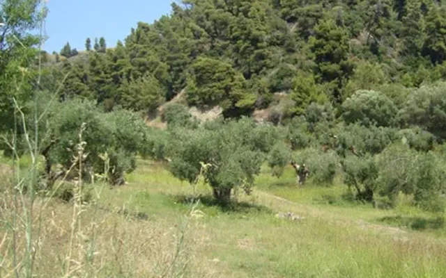 Земельный участок в Kassandra Municipality