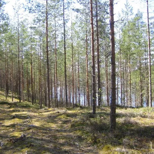 Земельный участок в Руоколахти, фото 1