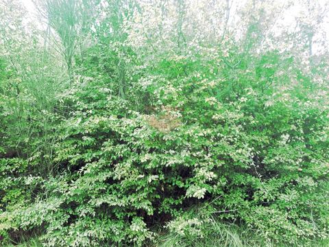 Земельный участок в Чань