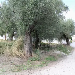 Земельный участок в Kassandra Municipality, фото 4