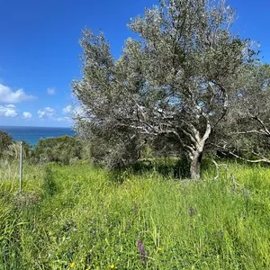Земельный участок в Corfu, фото 5