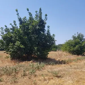 Земельный участок в Kassandra Municipality, фото 5