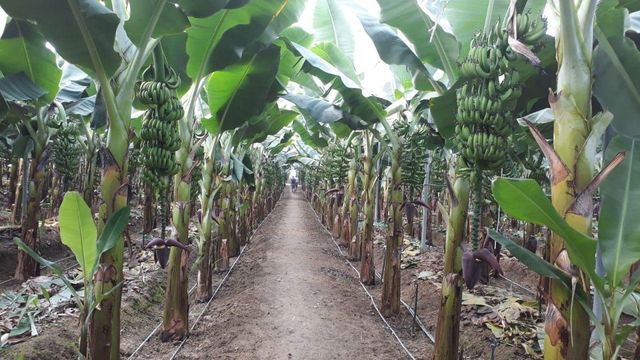 Земельный участок в Şekerhane Махаллеси