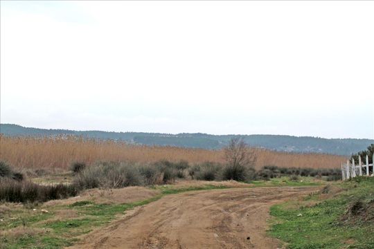 Земельный участок в Каллифея (Кассандра)