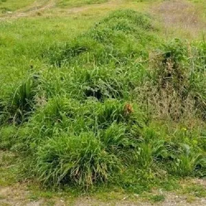 Земельный участок в Македония и Фракия, фото 3