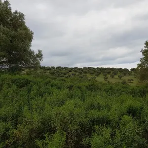 Земельный участок в Kassandra Municipality, фото 4