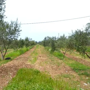 Земельный участок в Corfu, фото 4