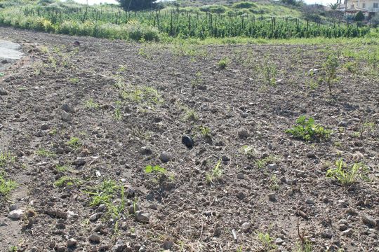 Земельный участок в Пафос