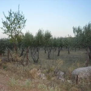 Земельный участок в Коропи, фото 3