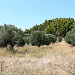 Земельный участок в Kassandra Municipality, фото 3