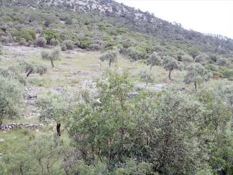 Земельный участок в Тасос