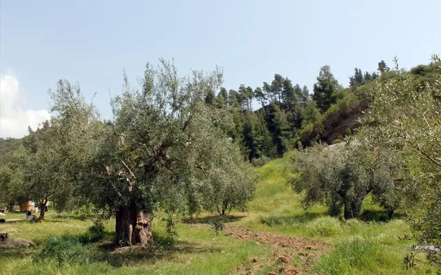 Земельный участок в Kassandra Municipality