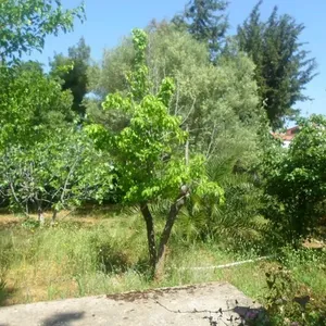 Отдельный дом в Неа Макри, фото 4