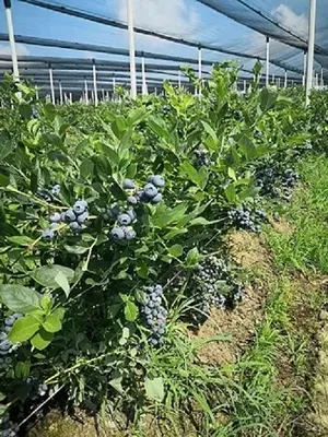 Земельный участок в Шабац