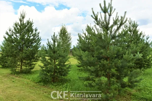 Земельный участок в Табивере