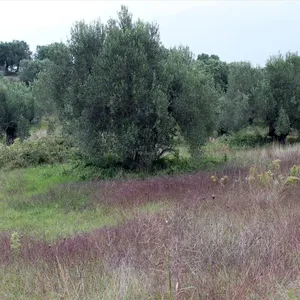 Земельный участок в Kassandra Municipality, фото 2