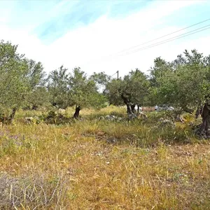 Земельный участок в Вамо, фото 3