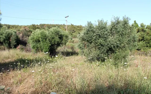 Земельный участок в Ситониа