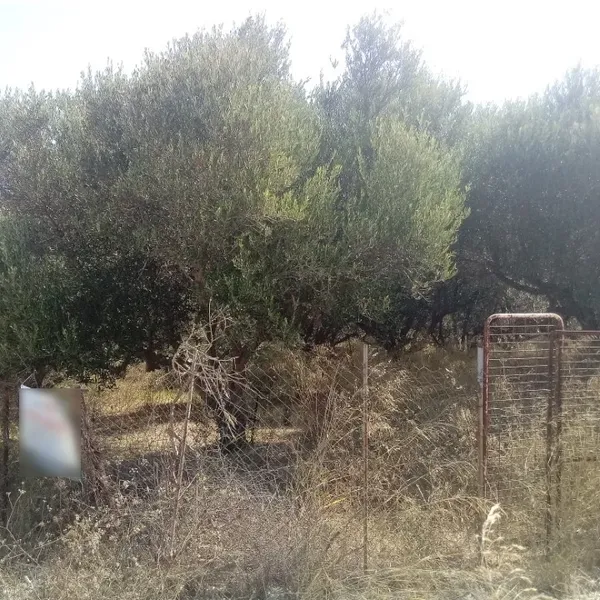 Земельный участок в Гази, фото 1