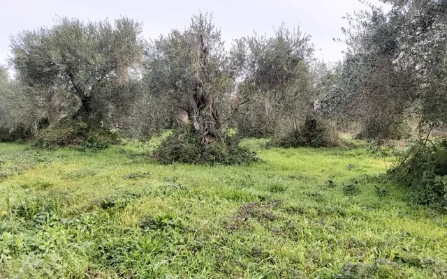 Земельный участок в Corfu