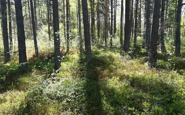 Земельный участок в Юрмала