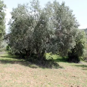 Земельный участок в Kassandra Municipality, фото 4