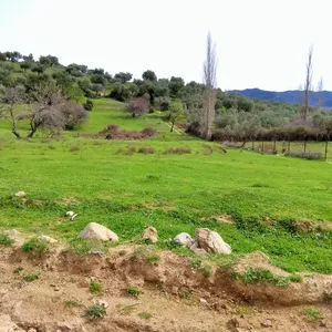Земельный участок в Ситониа, фото 4