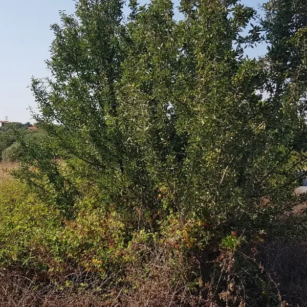 Земельный участок в Kassandra Municipality, фото 1