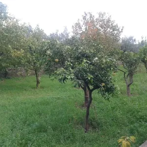 Отдельный дом в Закинтос, фото 2