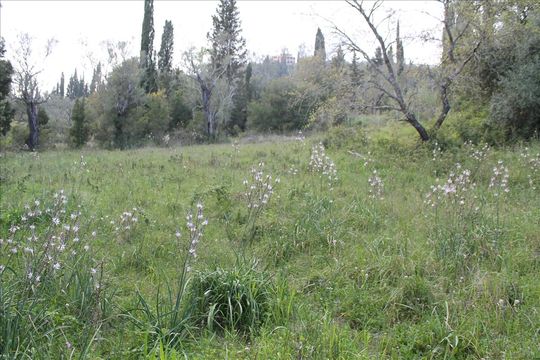 Земельный участок в Корфу