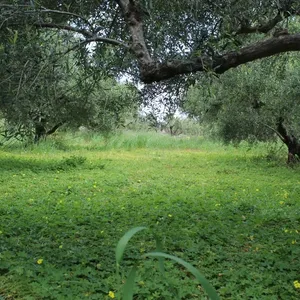 Земельный участок в Ситиа, фото 3