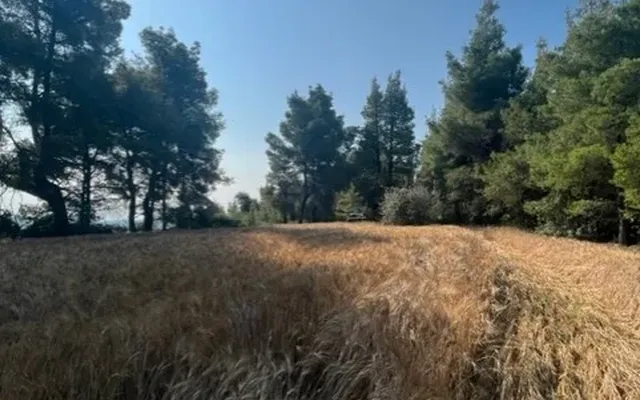 Земельный участок в Kassandra Municipality