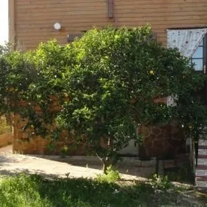 Вилла в Олива, фото 3