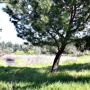 Вилла в Терми, фото 4