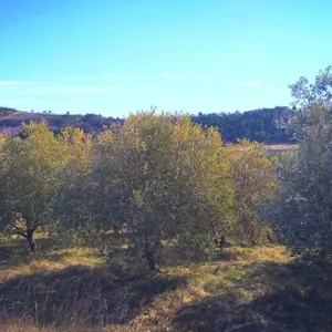 Земельный участок в Podmeja, фото 2