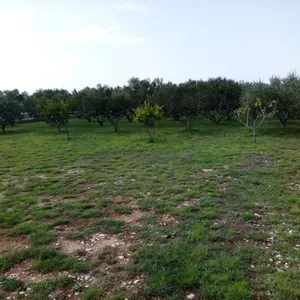 Земельный участок в Нин, фото 2