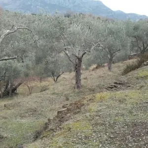 Земельный участок в Утеха, фото 4
