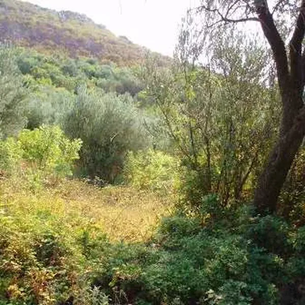 Земельный участок в Режевичи, фото 1