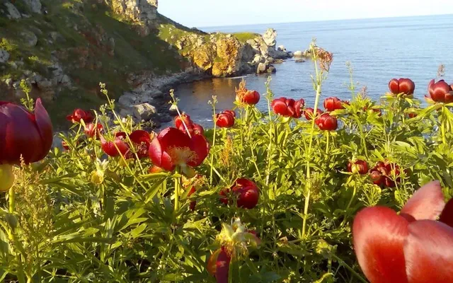 Земельный участок в Камен-Бряг