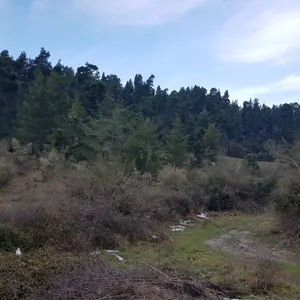 Земельный участок в Каллифея (Кассандра), фото 2