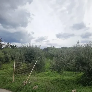Земельный участок в Врахасион, фото 4