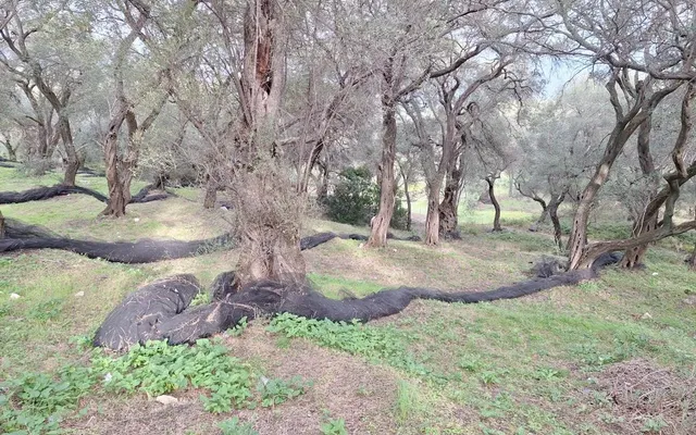 Земельный участок в Corfu