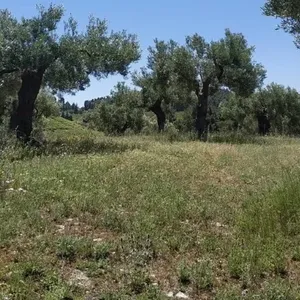 Земельный участок в Халкидики, фото 3