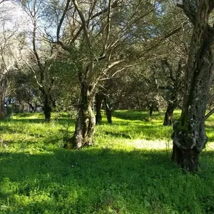 Земельный участок в Corfu, фото 2