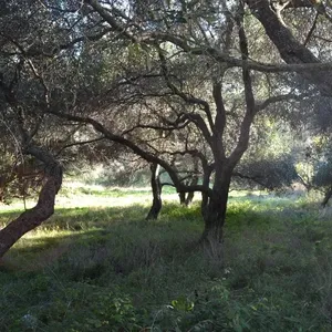 Земельный участок в Corfu, фото 4